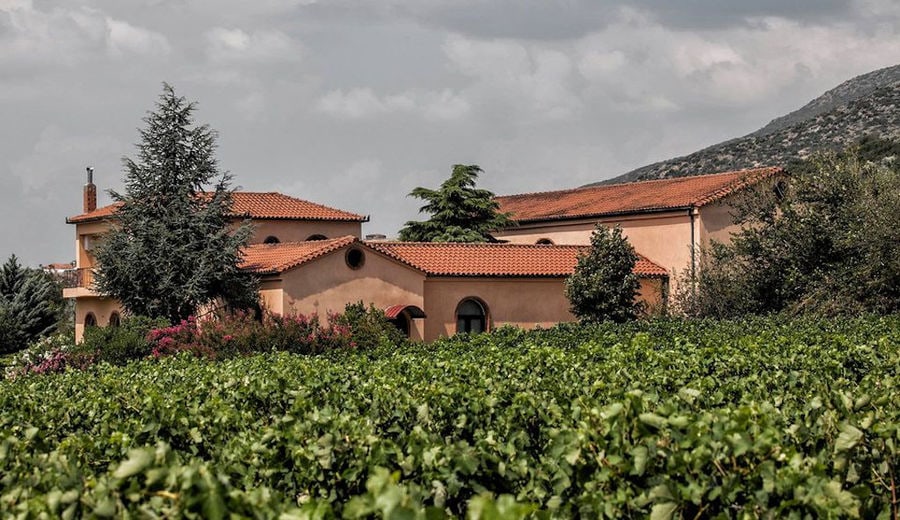 vineyards and 'Dougos Winery' in the background